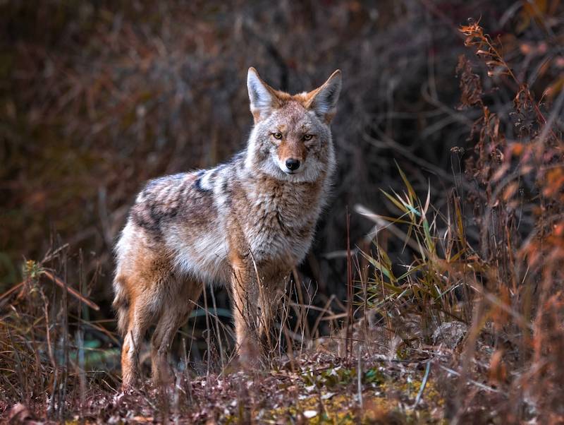 Coyote in forest